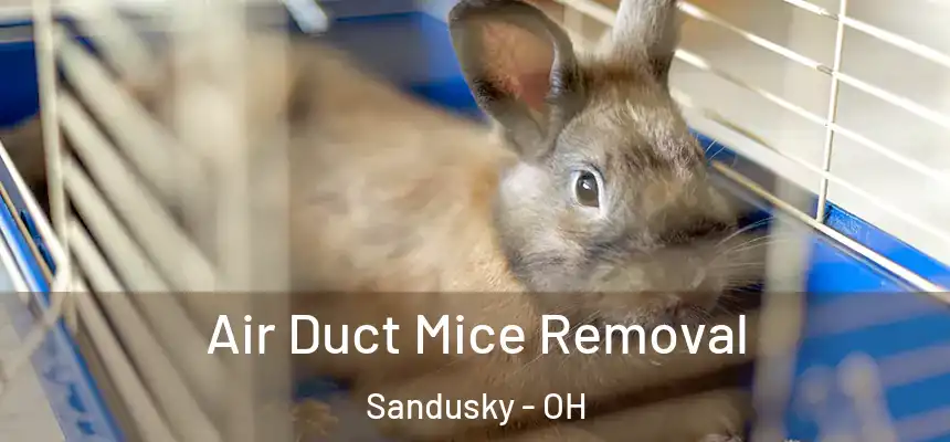 Air Duct Mice Removal Sandusky - OH